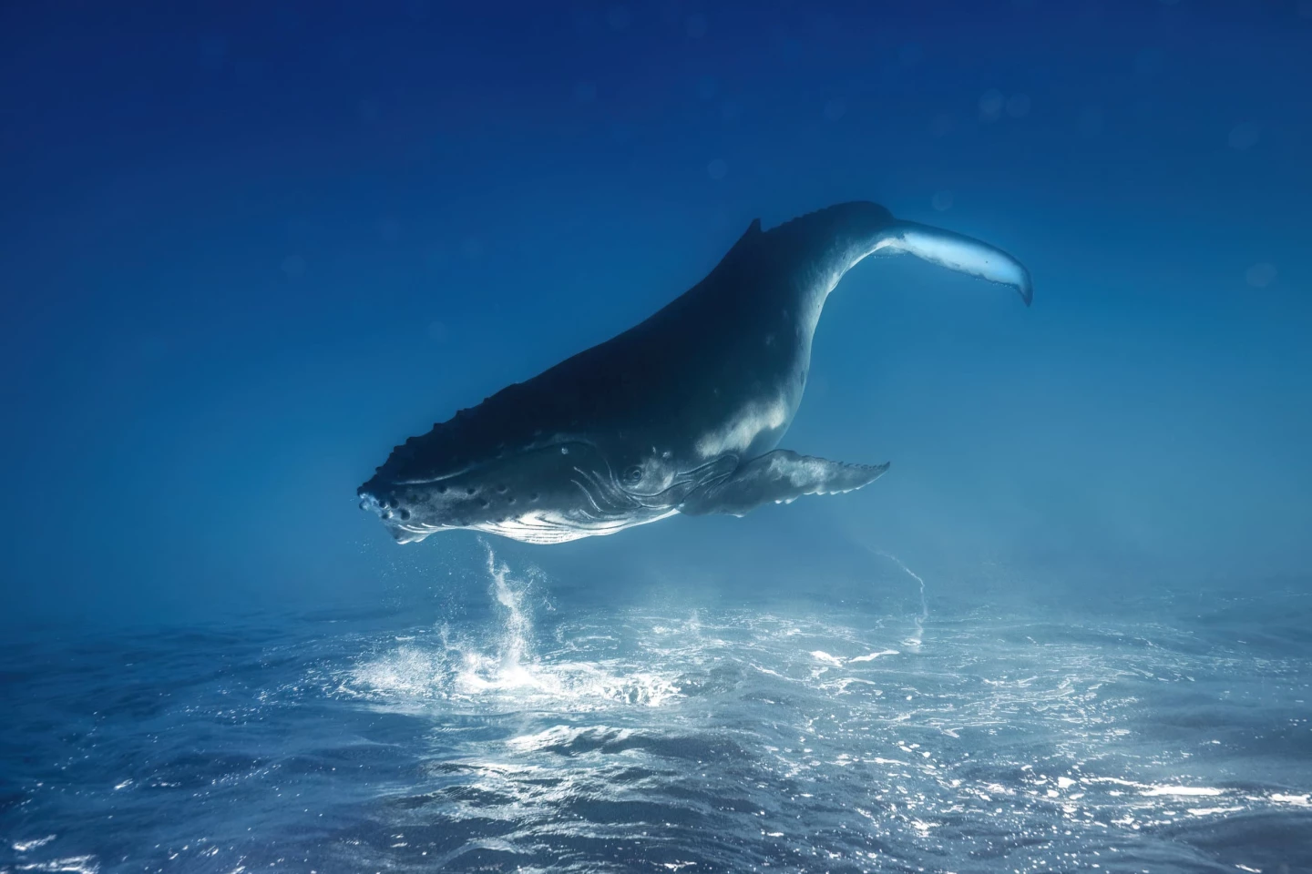"Dreams of a Whale" - Remuna Beca (underwater winner)
