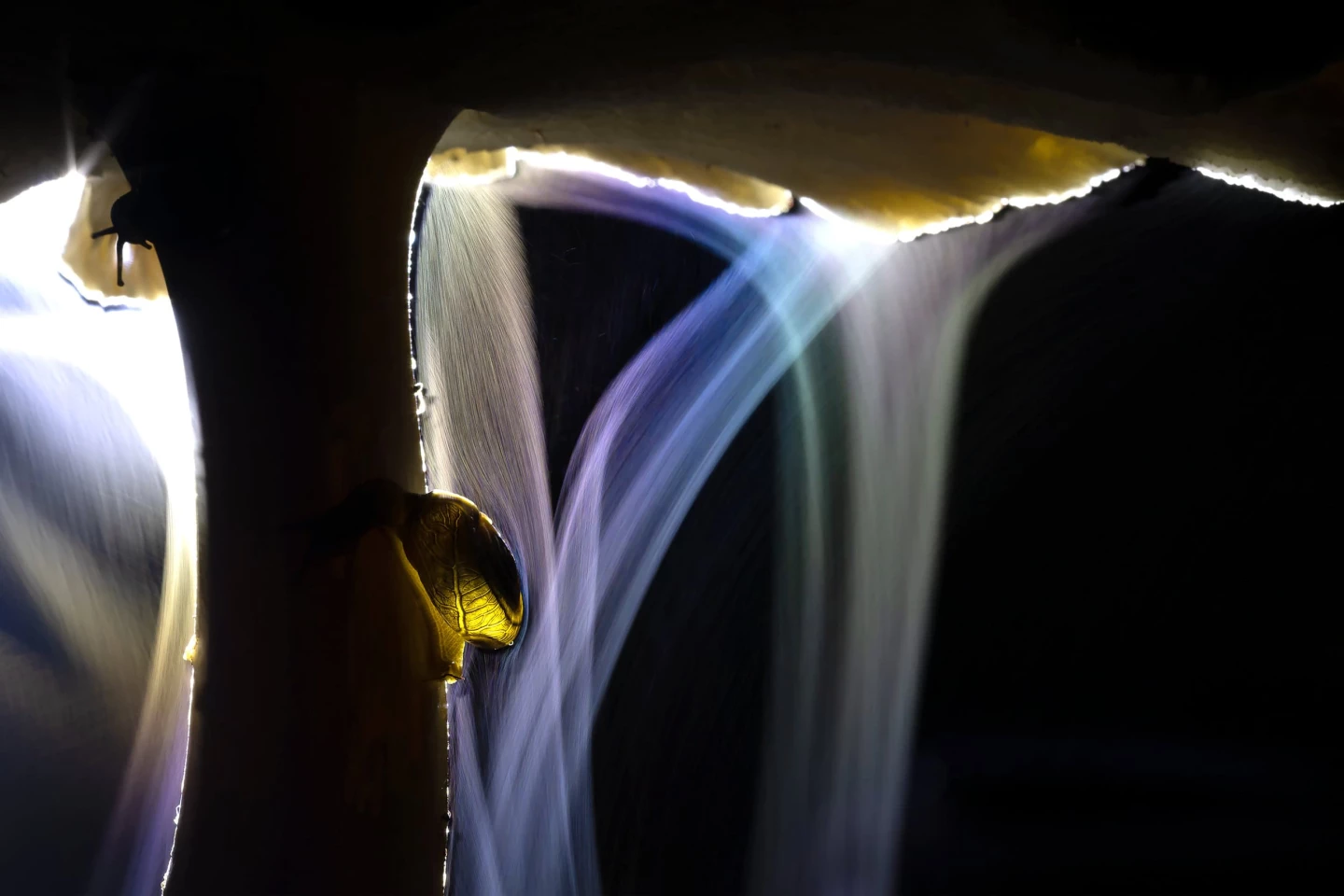 "Tracking Party" - Indranil Basu Mallick (Macrophotography Winner)