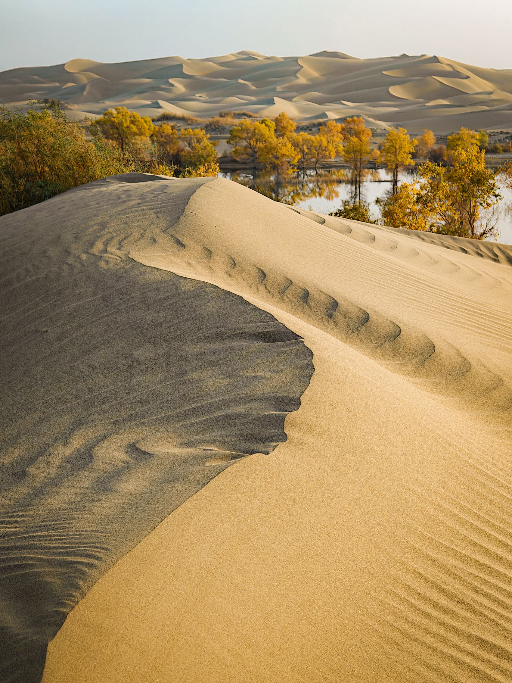 Golden sand dunes with wings in the foreground, behind a line of lush yellow trees bordering sparkling water, under a clear sky.