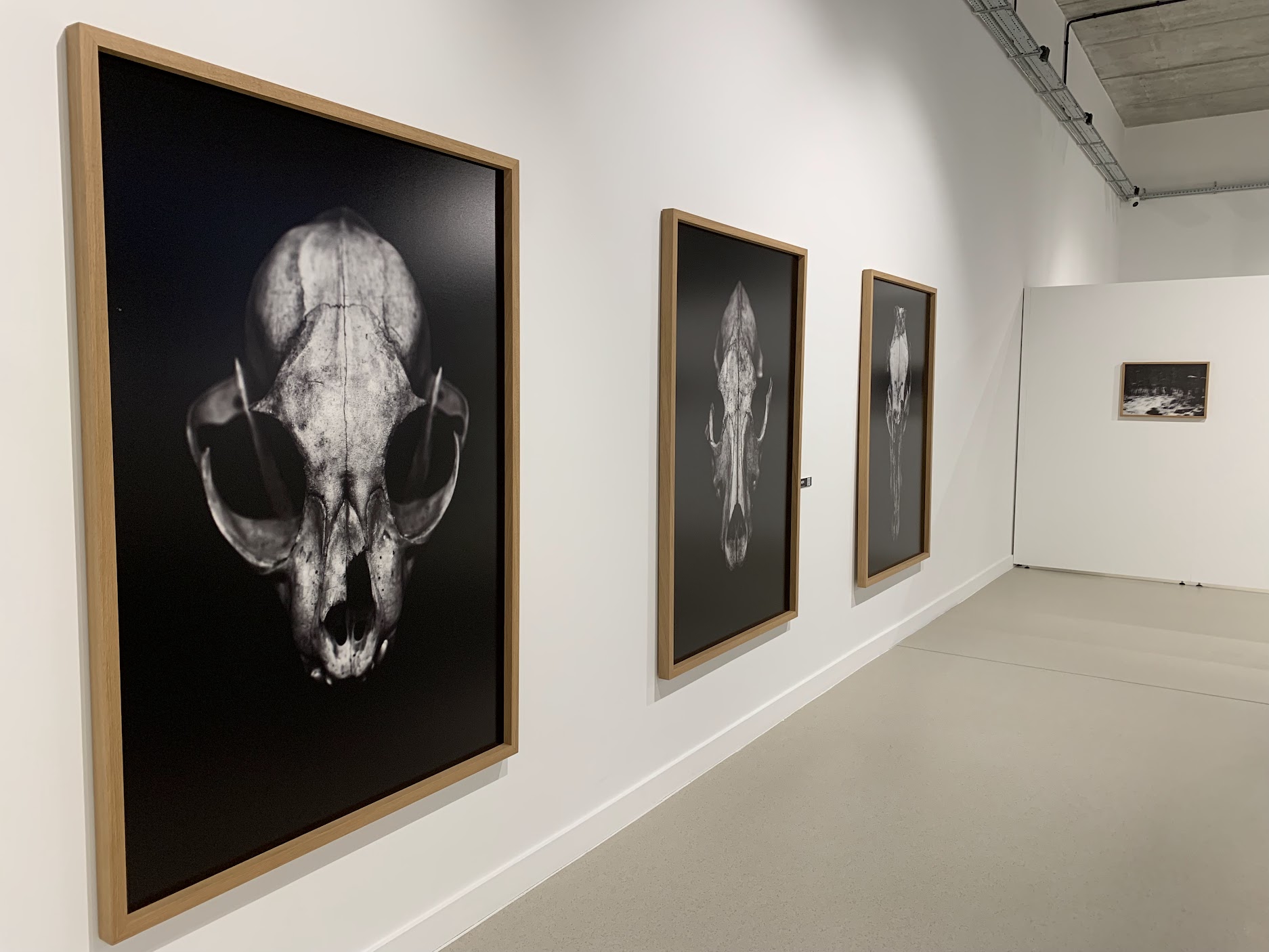 Belarusian Photos Conquer Poland's Rybnik: Books by Belarusian Authors Gain Strong Interest at International Photo Festival