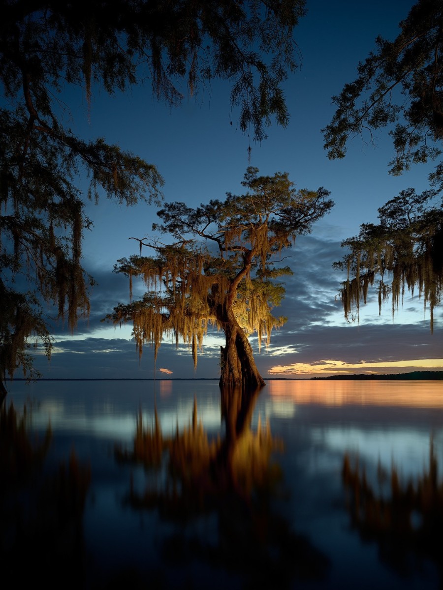 Frank Relle Captures Enigmatic Louisiana Swamplands in Nightly Photos