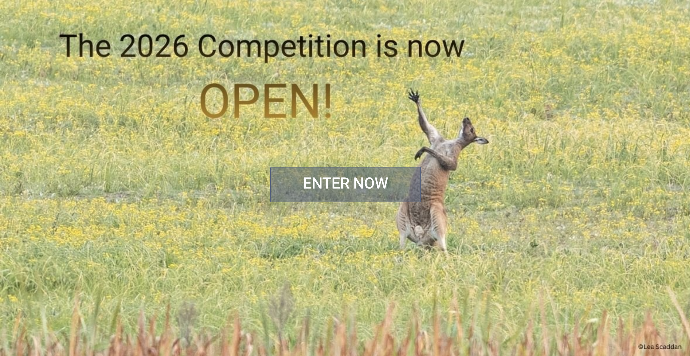 A kangaroo on a grassy field with raised arms, contrasted with advertising text "The 2026 Contest is NOW ON!" which has a written button "Enter Now"