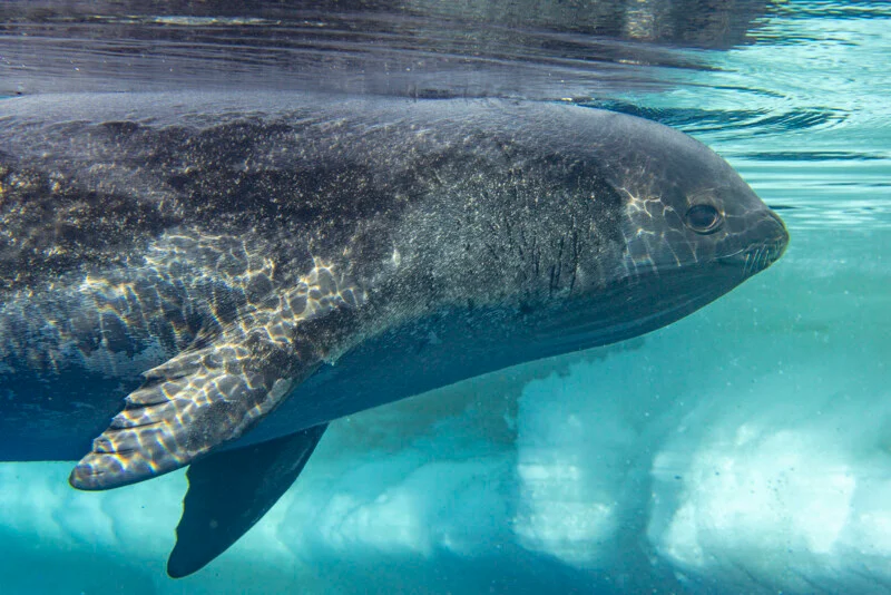 A close-up of a seal swimming underwater, with the sunlight creating shimmering patterns on its dark body and clear blue exterior.
