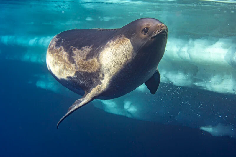 A Weddell seal swims underwater near the ice, with sunlight filtering through the water, highlighting its smooth, silky fur and curved body.