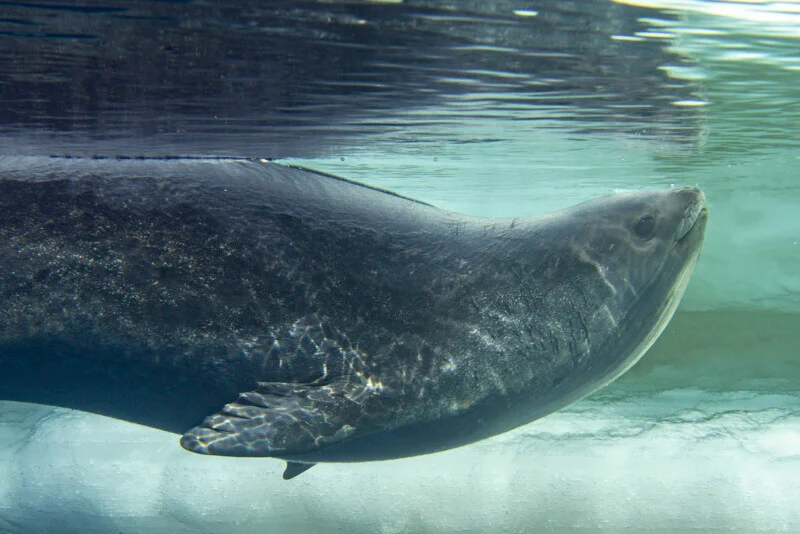 A large seal swims underwater near the glass, its body flowing and slender, with light and watery reflections reflected in its dark, smooth skin.