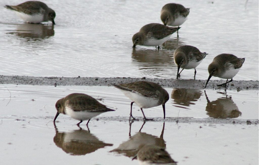 shorebird festival