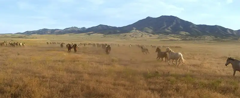 Free preview previews 'Wild Beauty' - Park Record