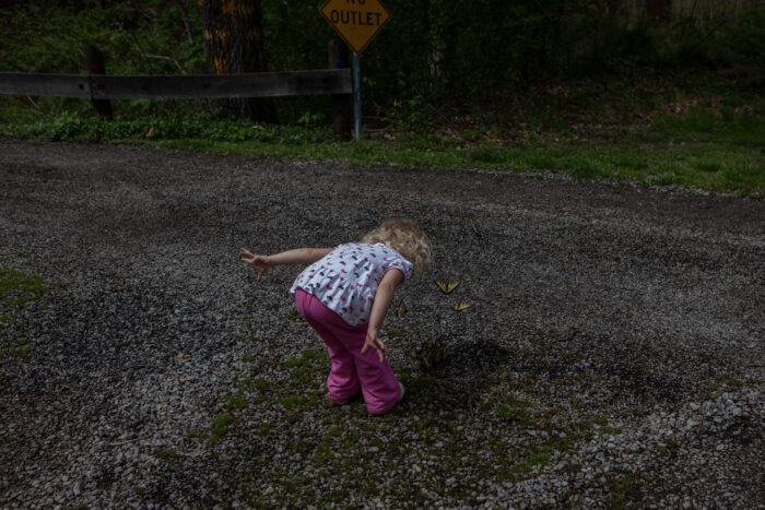 A little girl standing in the middle of a gravel road. He is bent over looking at the swallowtail butterflies.