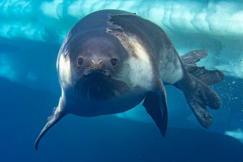 Close-up underwater photo of a seal swimming near an ice shelf, its face and one fin clearly visible, with blue water and ice in the background.