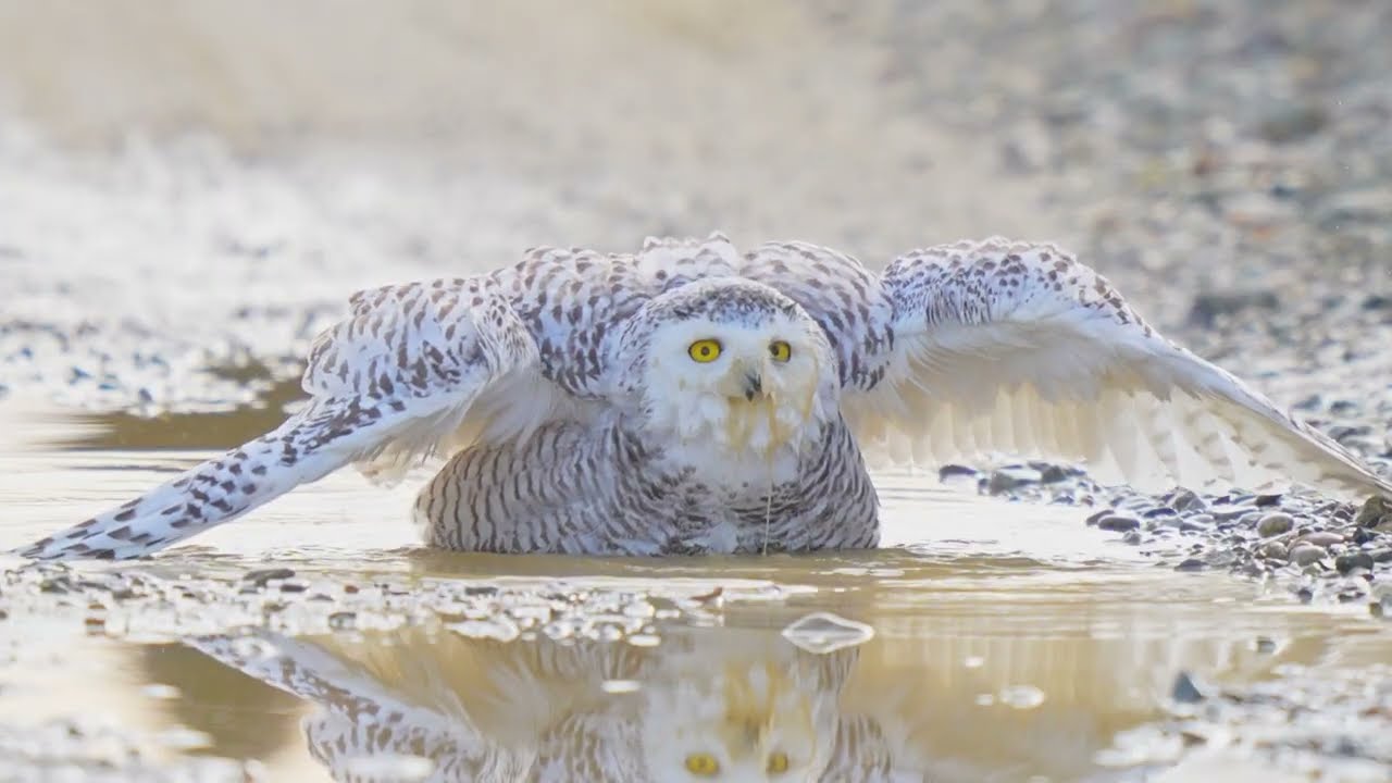 Snowy Owl Bathing