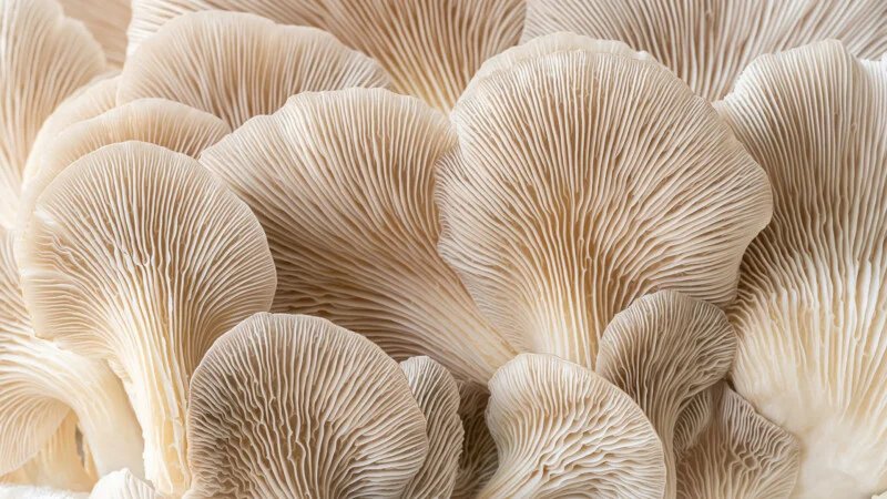 Close up are many oyster mushroom caps, showing intricate, delicate gills and curved, fan-like shapes in soft beige and cream colors.