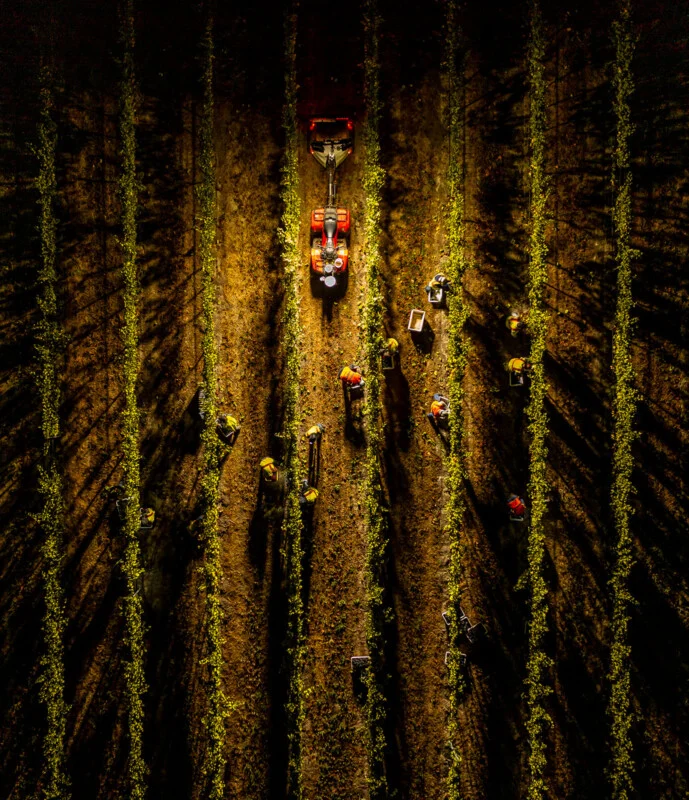 Aerial view of workers harvesting crops in rows of fields at sunset, with a red tractor in the center casting a long shadow among the plants.