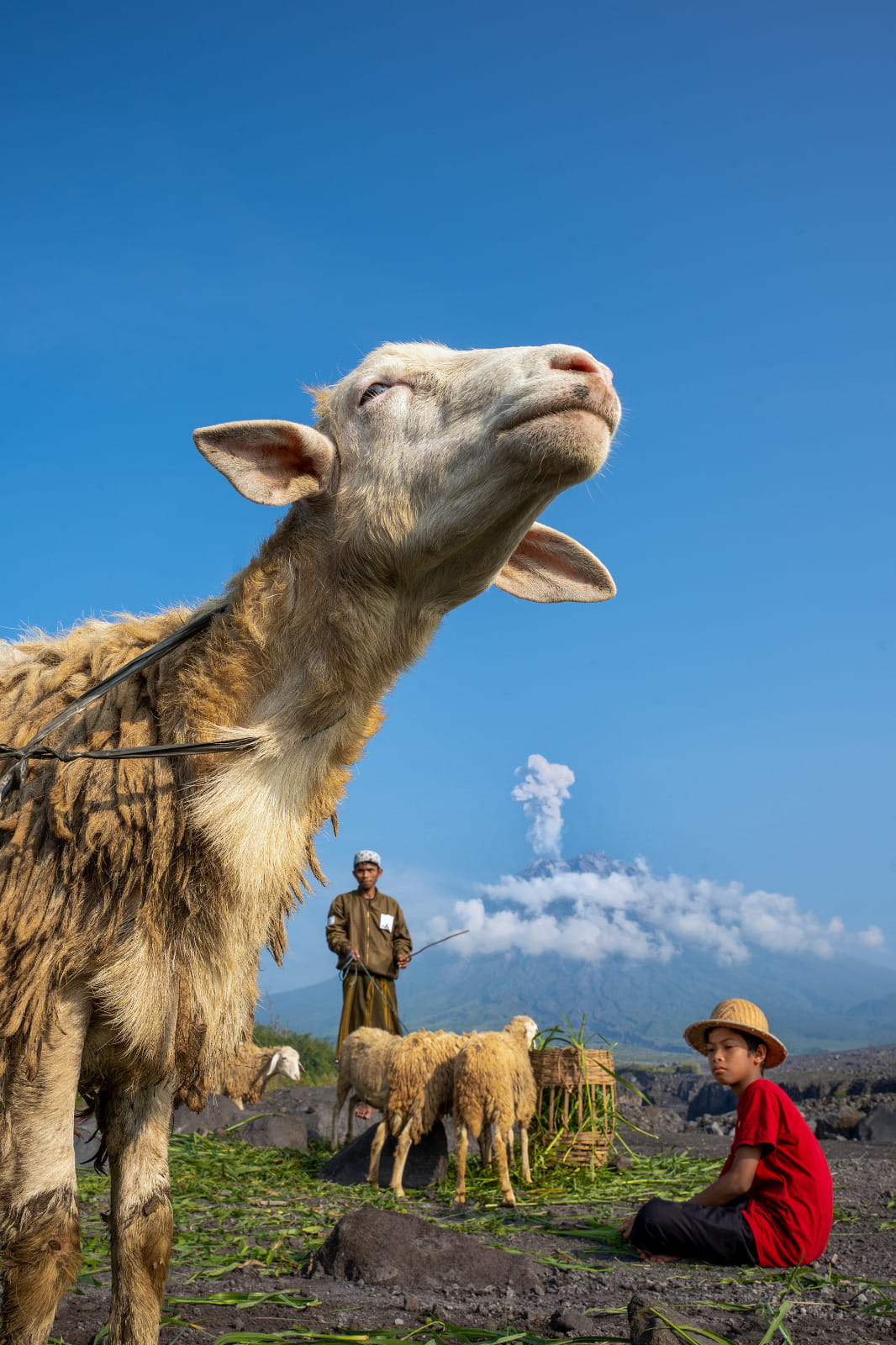 The sheep looks to the sky ahead. In the background, a child in a red shirt sits next to a shepherd and more sheep, and a volcano is visible against a clear blue sky.