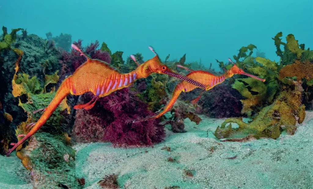 Weedy Seadragons - photo by Brett Lobwein