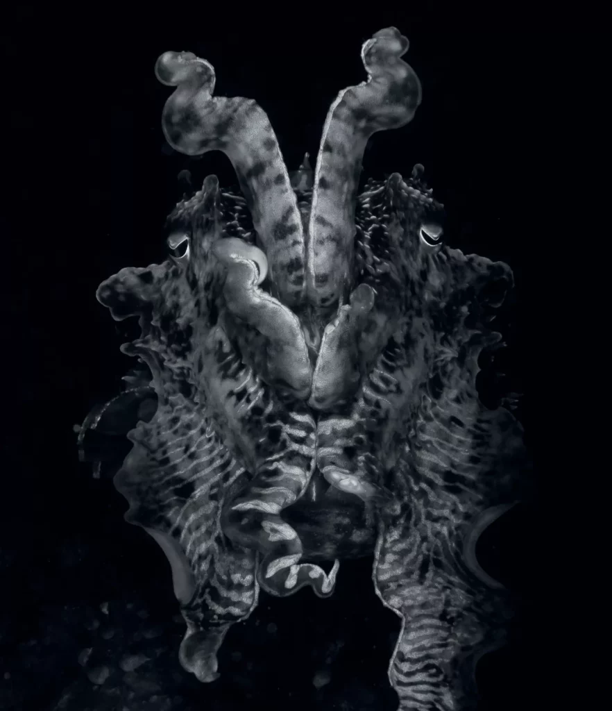 Cuttlefish portrait - photo by Brett Lobwein