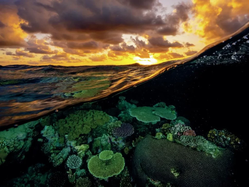 Separate photo of Coral Reef - photo by Brett Lobwein