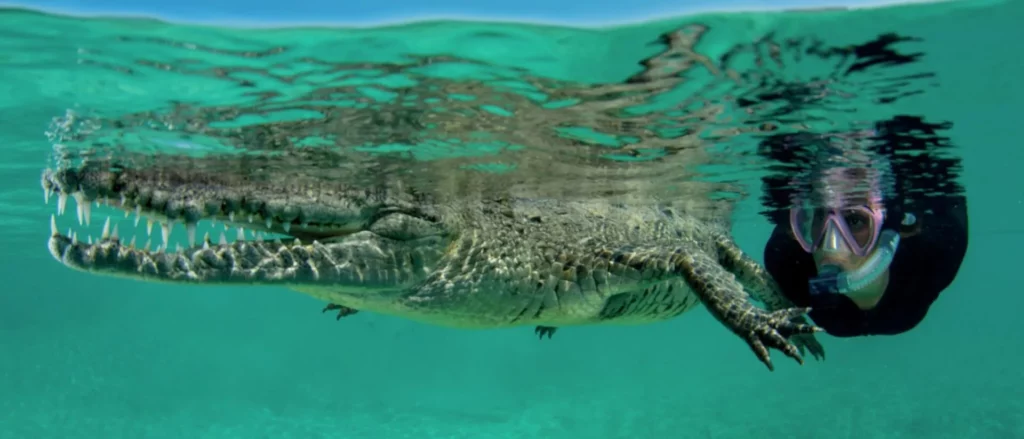 Snorkelling with a crocodile - photo by Brett Lobwein