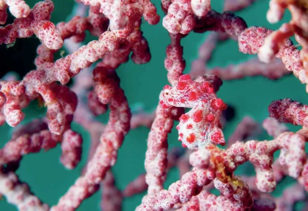 Pygmy Seahorse - photo by Brett Lobwein