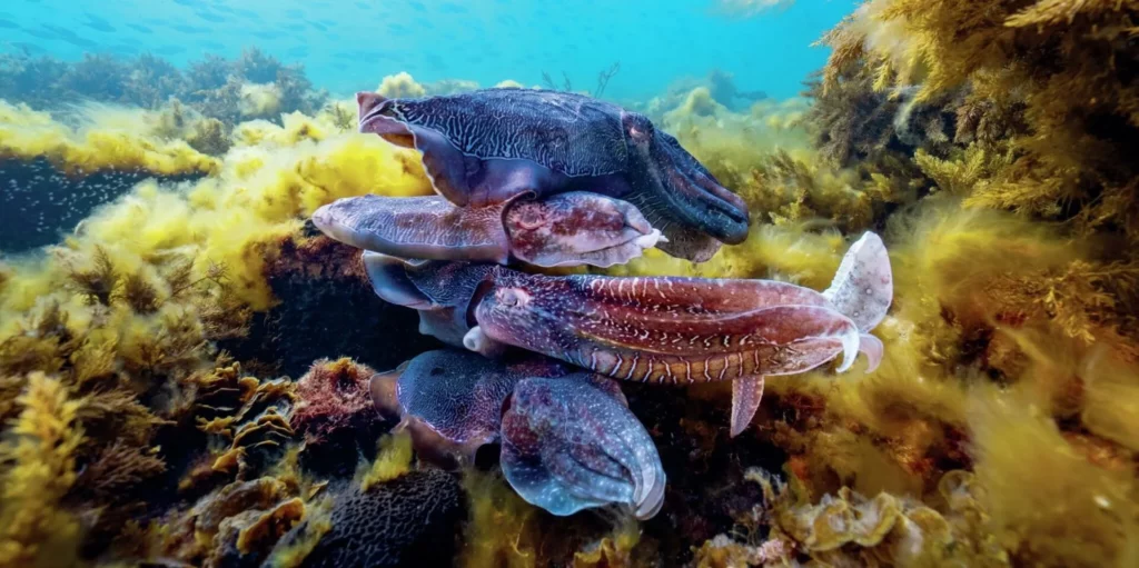 Mating Cuttlefishes - photo by Brett Lobwein