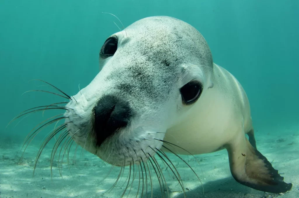 Sealion - photo by Brett Lobwein