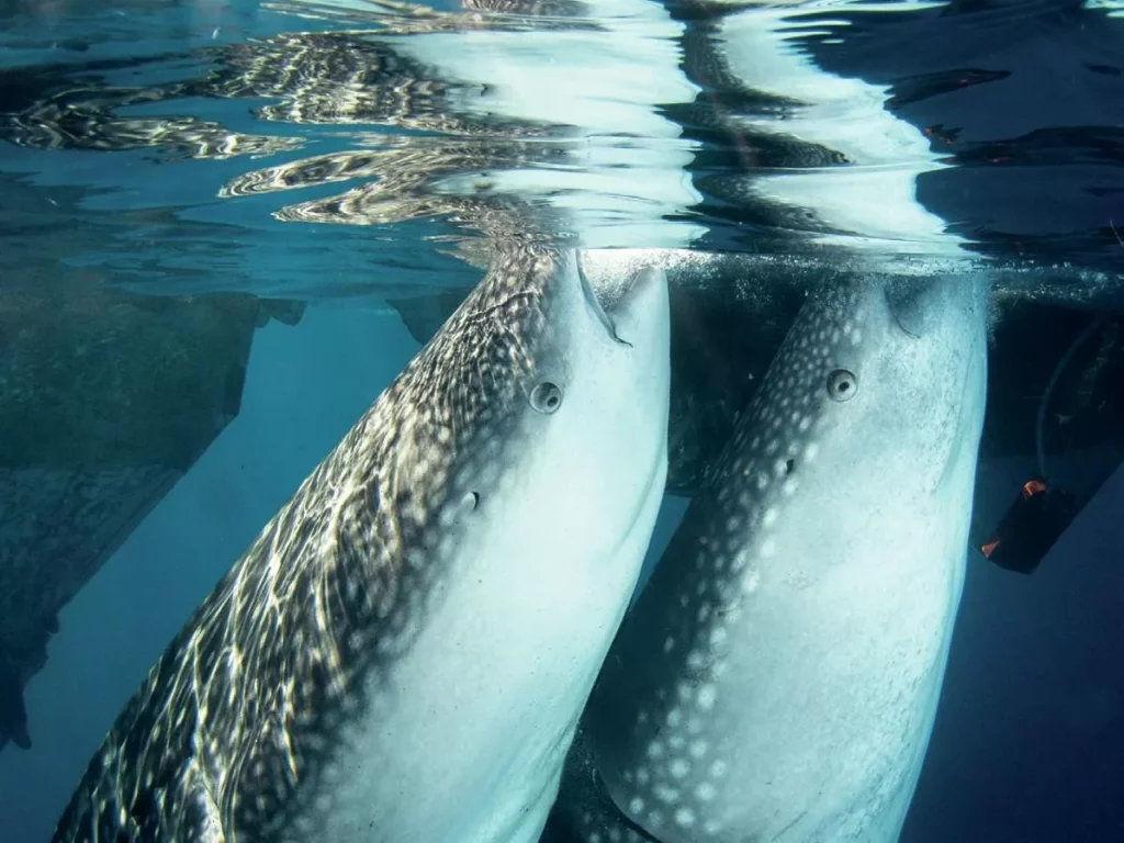 Whale Sharks - photo by Brett Lobwein
