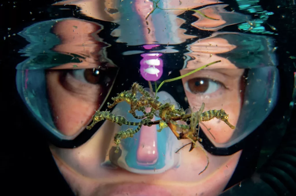 Seahorses and divers - photo by Brett Lobwein