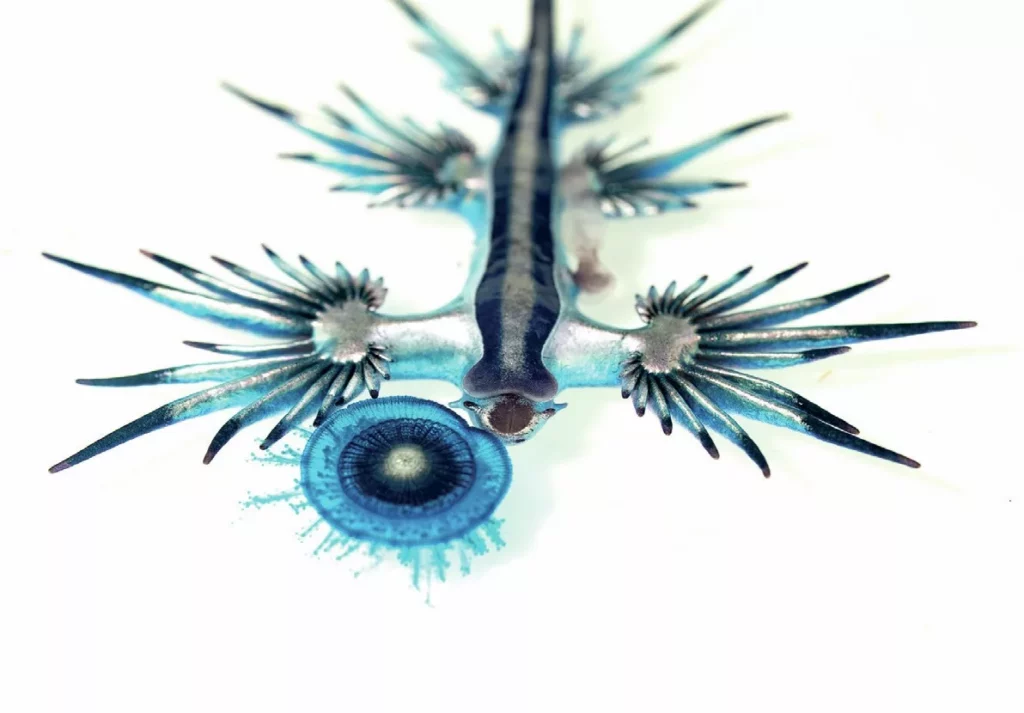 Blue Seadragon - photo by Brett Lobwein