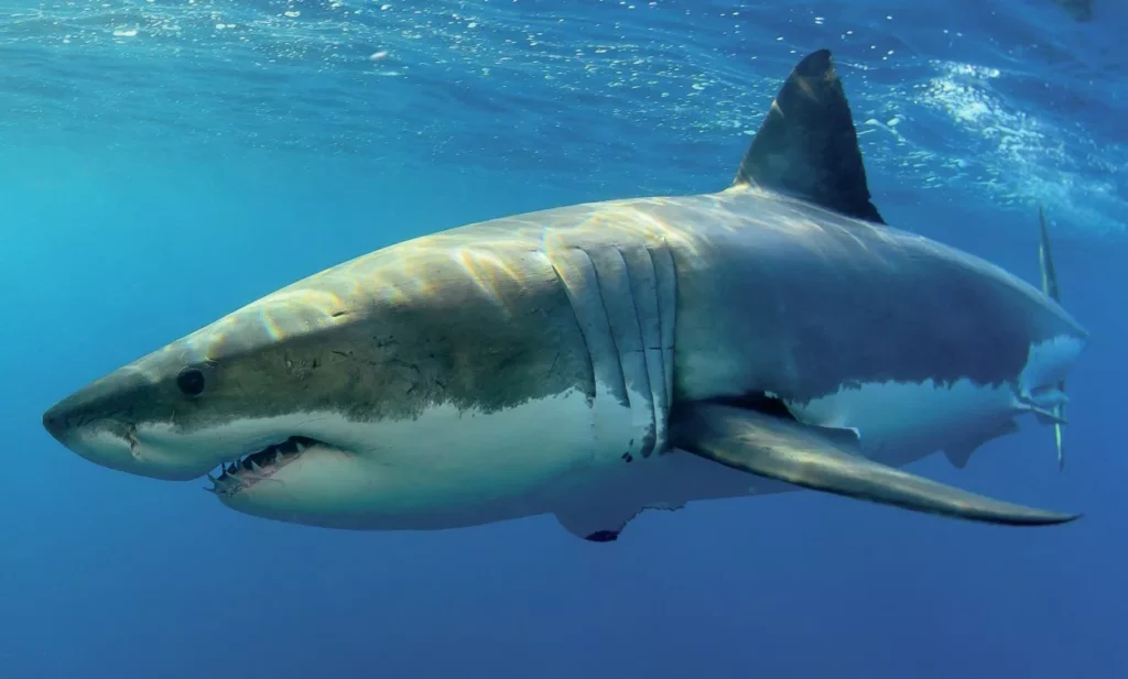 Close-up of a Great White Shark in clear blue water captured by Brett Lobwein.